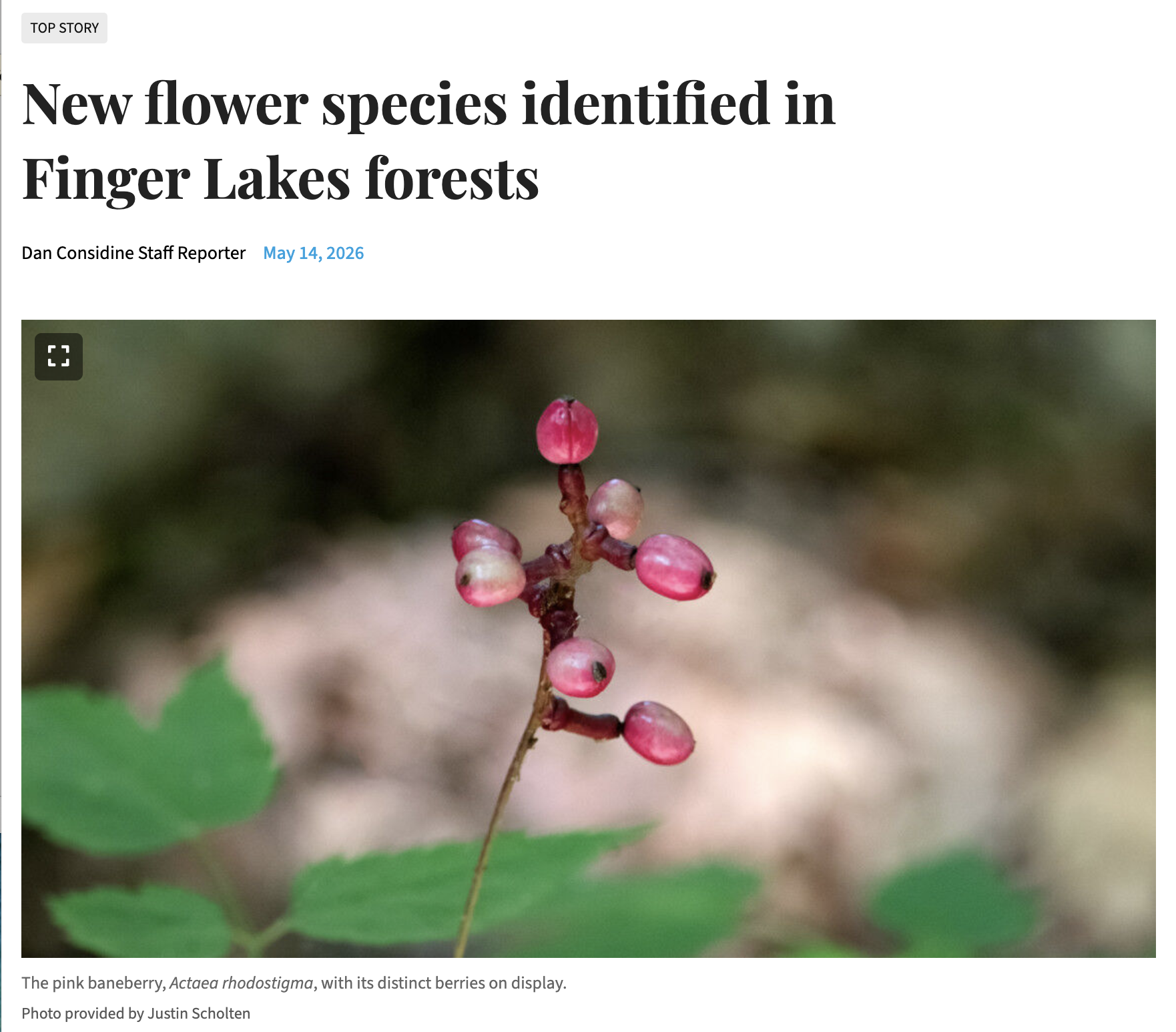 Pink-fruited Actaea from New York