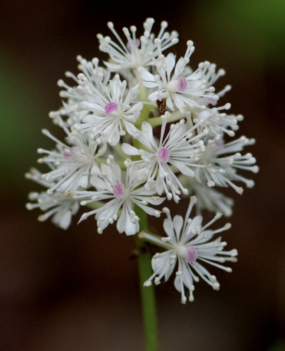 Actaea rhodostigma