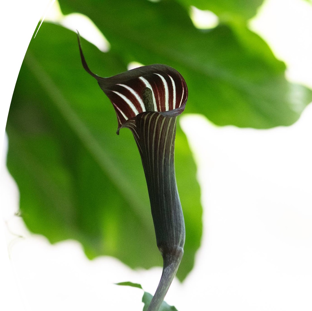 Teasel