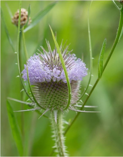 Teasel